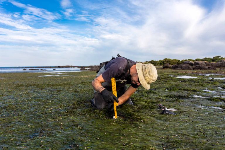 Man in floppy hat and t-shirt uses yellow rule tool to measure depth on tidal mudflat